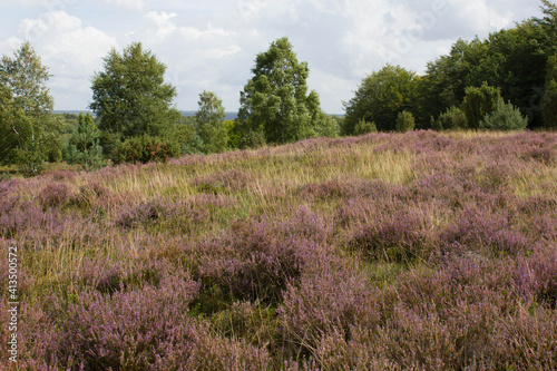 beautiful walk, trail in Luenebruger Heide, violett blossom, Germany, Europe photo