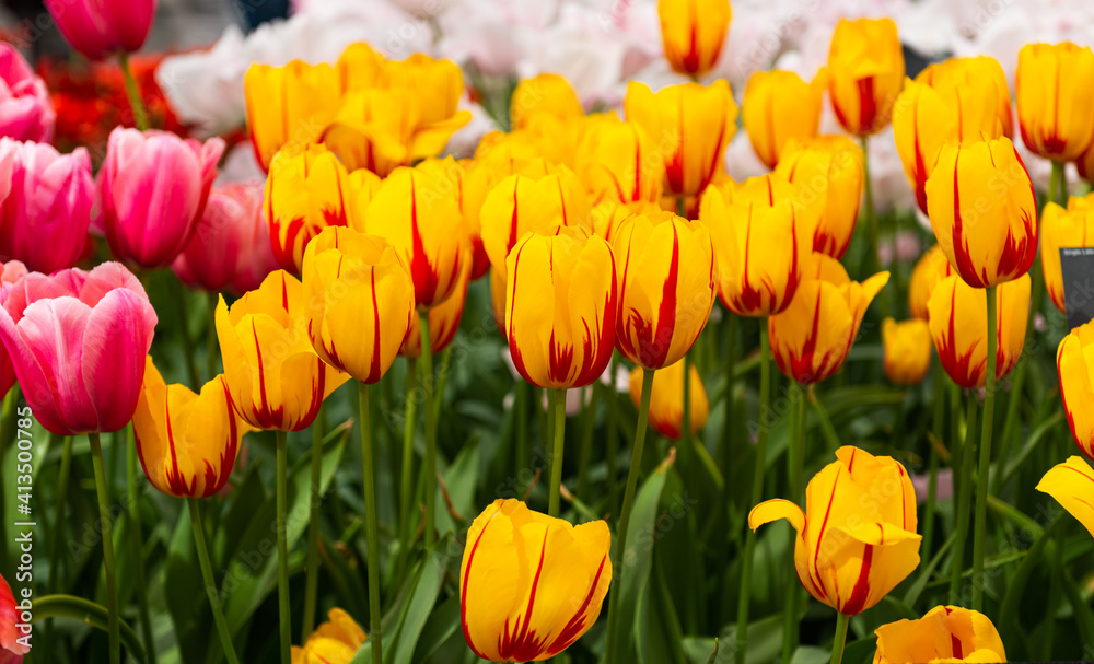 flower bed with blooming tulips in the Netherlands flower bed with blooming tulips in the Netherlands