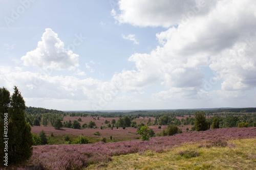 beautiful walk, trail in Luenebruger Heide, violett blossom, Germany, Europe photo