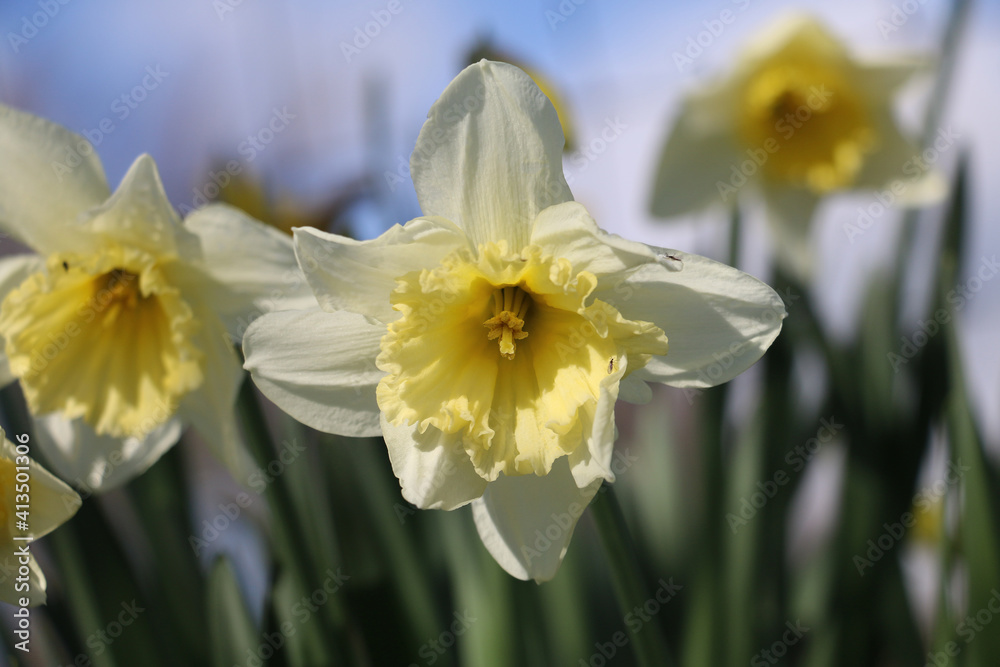 Pale yellow daffodil flower, Narcissus, blooming in the springtime, close-up view, diffused background Pale yellow daffodil flower, Narcissus, blooming in the springtime, close-up view, diffused background