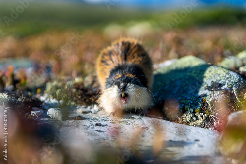 Closeup portrait of an angry lemming outdoors in the wilderness photo