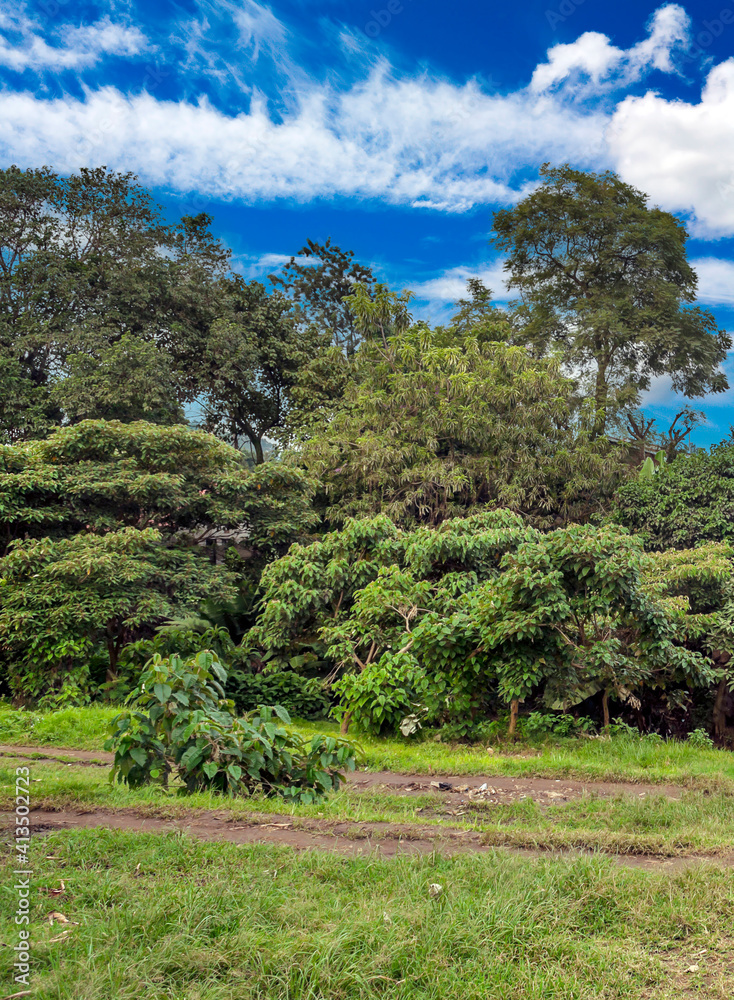 Obraz premium African landscape