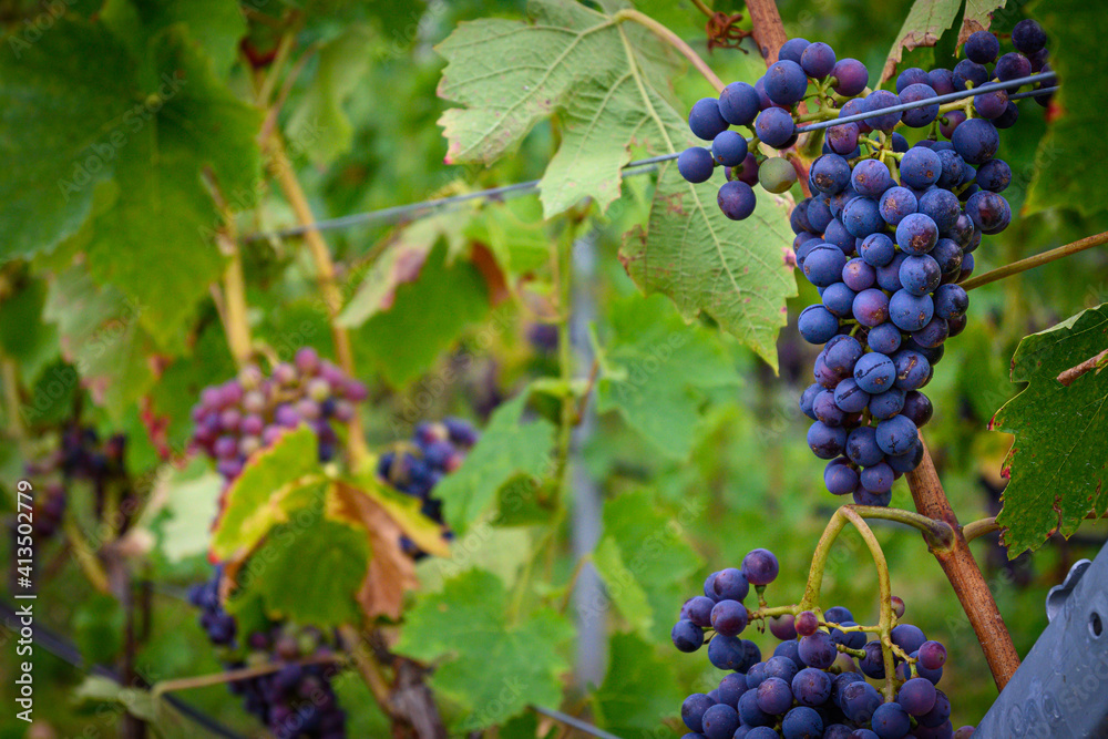 Grappoli d’uva nera sulla pianta di vite in primo piano 