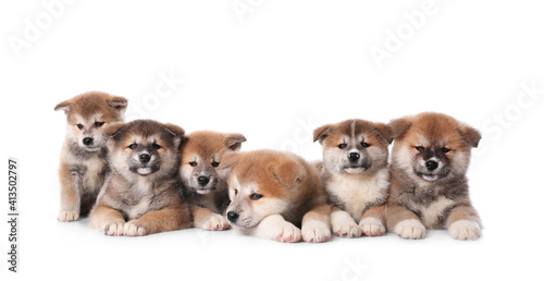 Fototapeta Naklejka Na Ścianę i Meble -  Adorable Akita Inu puppies on white background