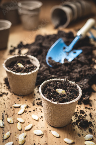 Canvas Print Planting seed into peat pot on table