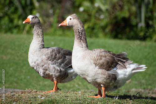 View of greylag geese on green grass