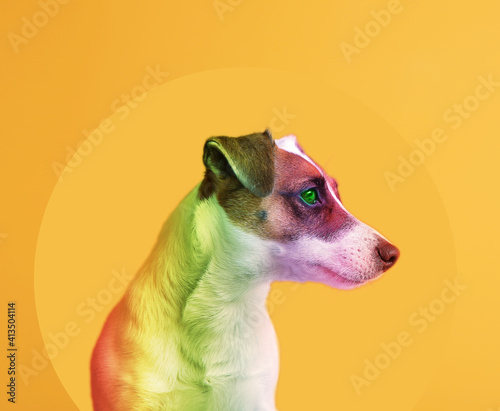 Cute rainbow colored dog on...