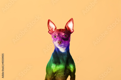 Cute rainbow colored dog on...