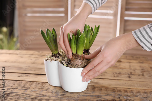 Florist with potted hyacinth plants at wooden table  closeup