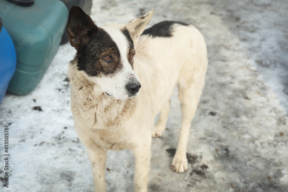 Homeless dog outdoors on winter day. Abandoned animal Homeless dog outdoors on winter day. Abandoned animal