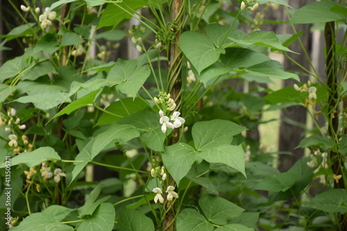 Bean vine with flowers