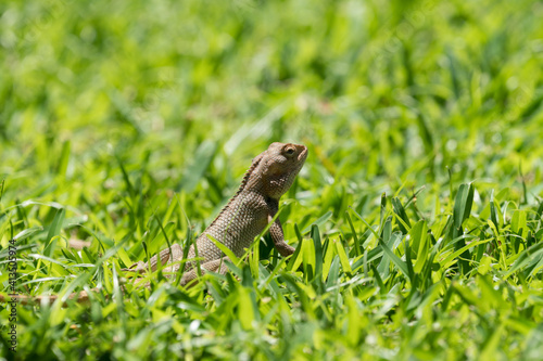 lizard on the grass closeup in Mauritius © Childa