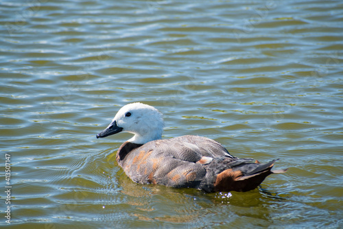 View of female paradise shelduck swimming in pond