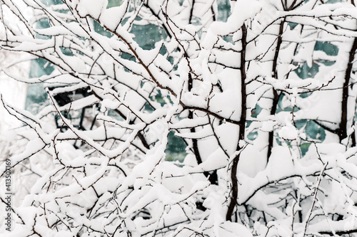 Branches of tree covered with snow