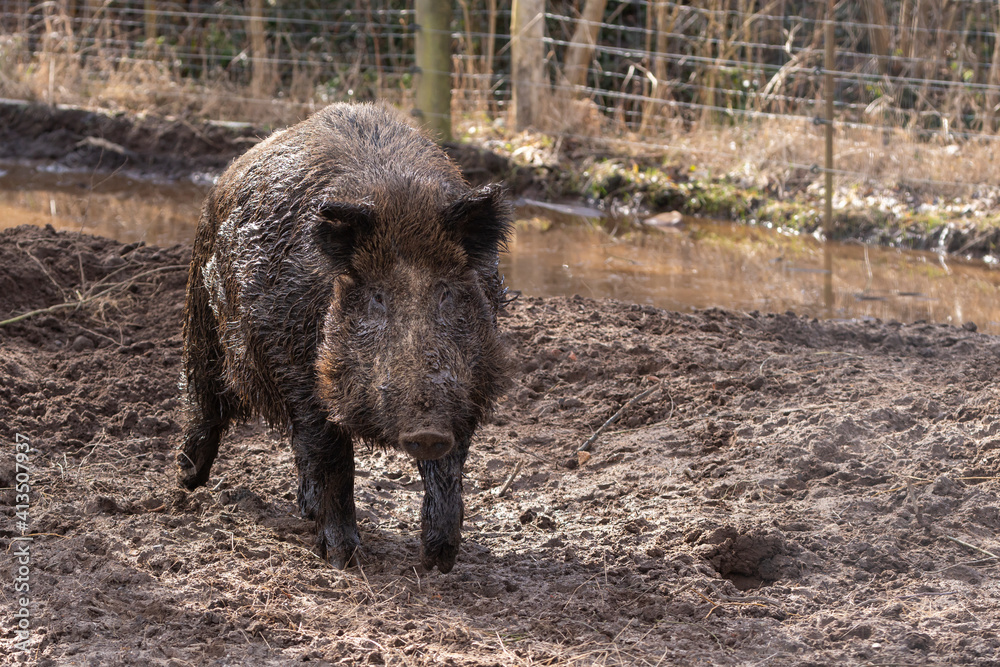 Wildschwein am Schlammloch
