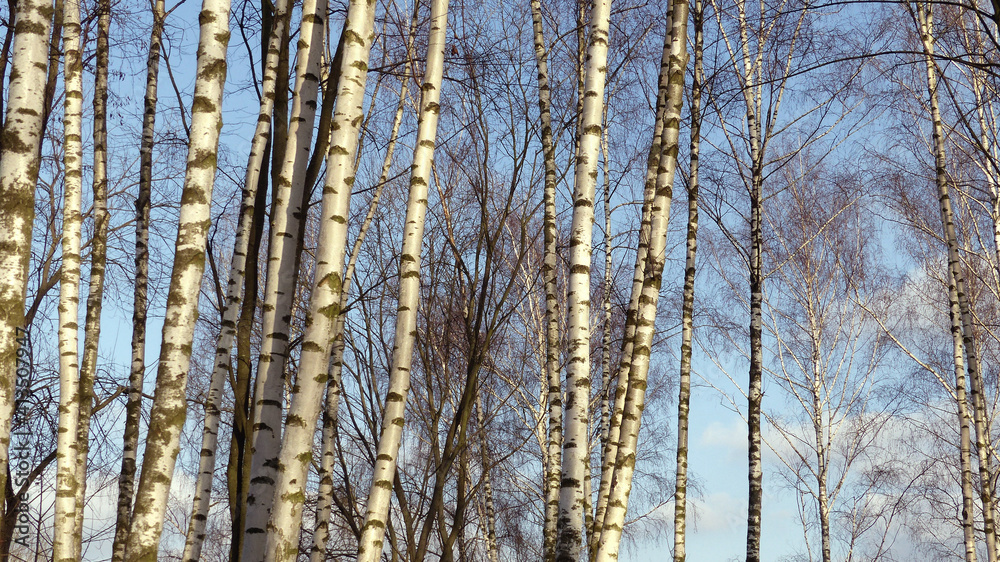 Group of birches (without leaves) and bright sky in background Group of birches (without leaves) and bright sky in background