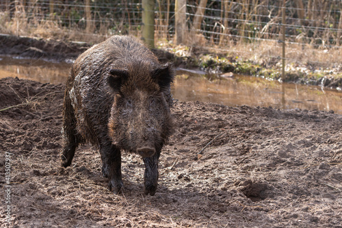 Obraz na płótnie Wildschwein am Schlammloch w salonie
