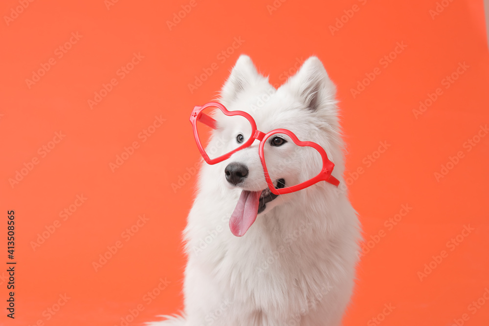 Cute Samoyed dog with party glasses on color background. Valentine's Day celebration Cute Samoyed dog with party glasses on color background. Valentine's Day celebration