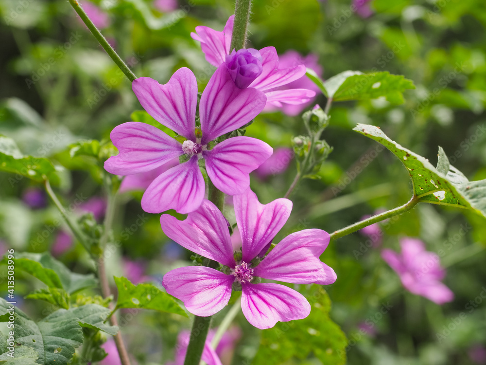 Malva Sylvestris Zebrina or Zebra Hollyhock is vigorous plant with showy flowers of bright mauve-purple with dark veins. M.Sylvestris is a species of the mallow genus Malva in the family of Malvaceae. Malva Sylvestris Zebrina or Zebra Hollyhock is vigorous plant with showy flowers of bright mauve-purple with dark veins. M.Sylvestris is a species of the mallow genus Malva in the family of Malvaceae.