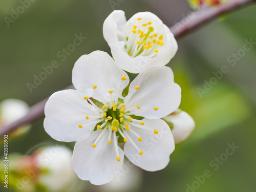 Fresh flowers of Sweet cherry, early spring. White blossoms of Prunus avium in the blurred background, close up. Deciduous, flowering plant in the family Rosaceae, subgenus Cerasus. Macro photography. photo