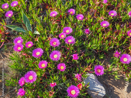 Floral background. Field of many dark pink blooming sea fig flowers. Carpobrotus chilensis is ground creeping plant with succulent leaves in the family Aizoaceae. Purple blossoms with yellow center. photo