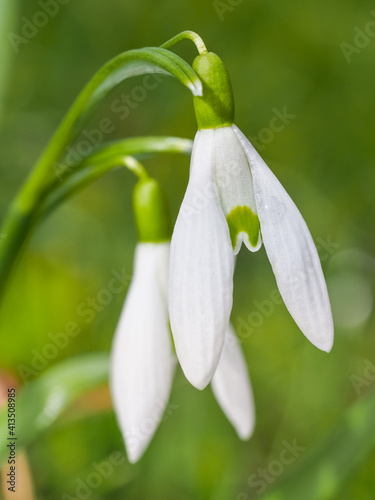 White snowdrop flower, close up. Macro picture. Galanthus blossom in the green blurred background. Galanthus nivalis bulbous perennial herbaceous plant in Amaryllidaceae family. Greeting card design.