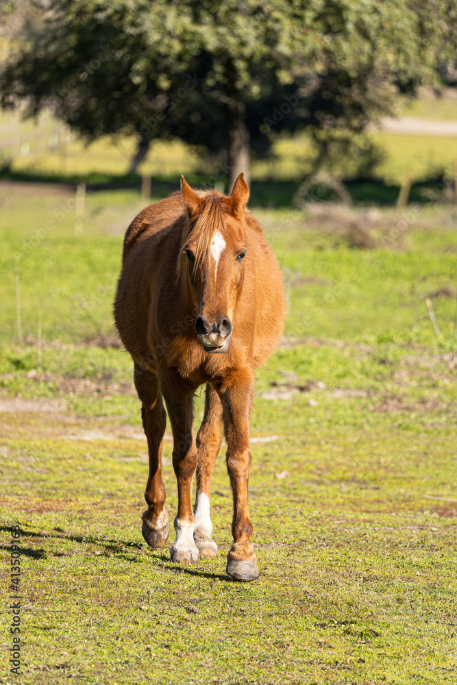 Obraz premium Brown horse walking towards the photographer in the countryside during a sunny morning.