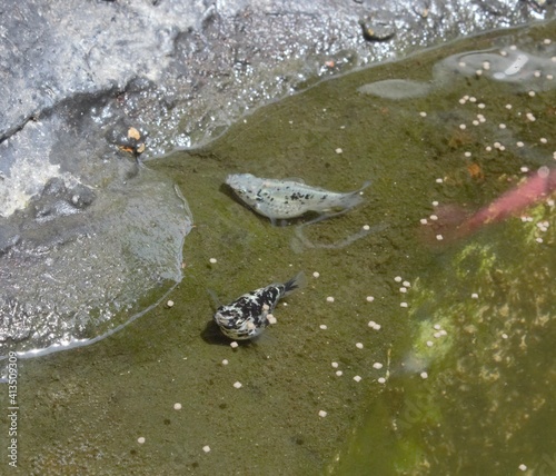 Black dotted fish in pond All creature even fish need fresh air