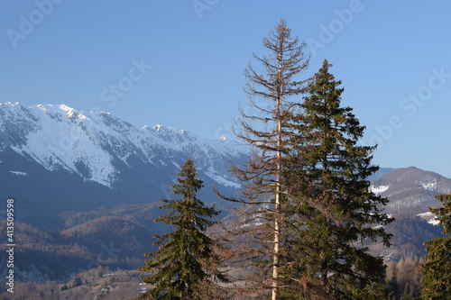 Conifers with snowy mountains in the background