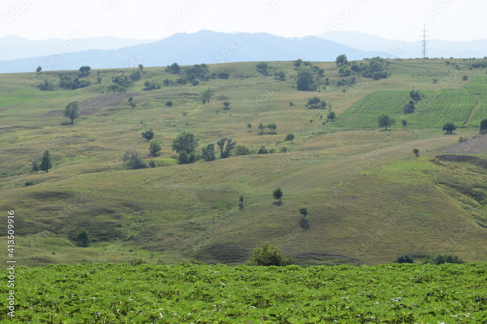 Green hill covered in grass or crops