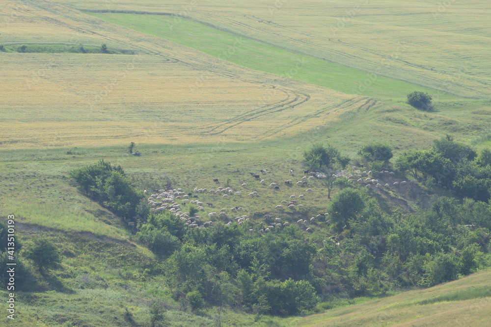 Herd of sheep on a green hillside