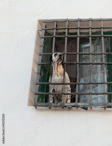 dog peeking through the window between the bars