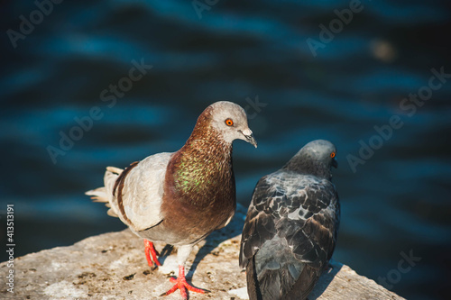 A Rock Pigeon with Chao praya river background at Wat Rakhang Kositaram temple In Bangkok Thailand photo