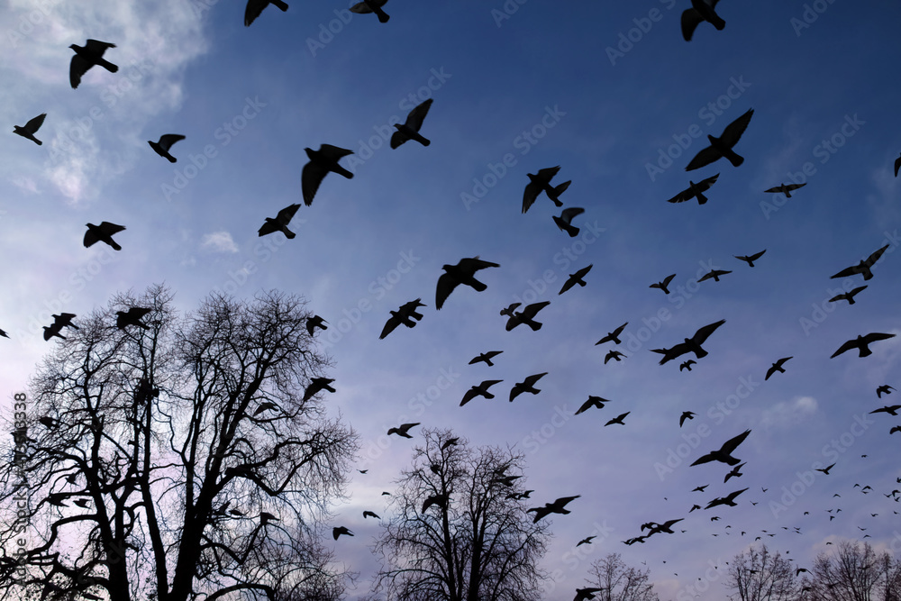 Albtraum Vogelschwarm Tauben Vögel in der Dämmerung Albtraum Vogelschwarm Tauben Vögel in der Dämmerung