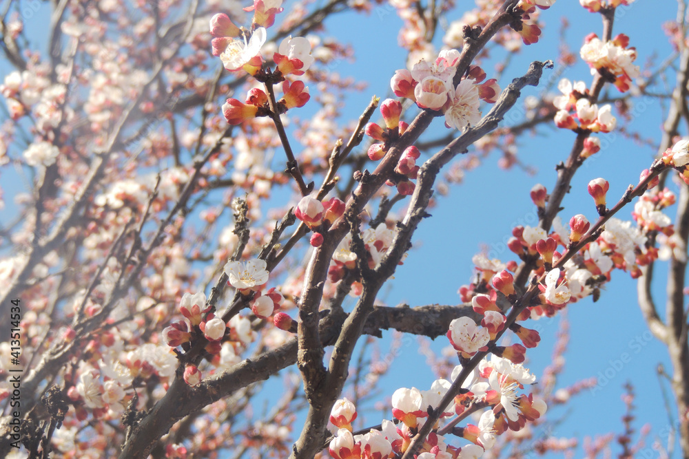 cherry blossoms, spring awakening cherry blossoms, spring awakening