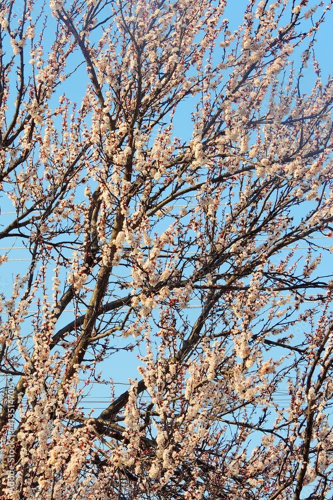 cherry blossoms, spring awakening