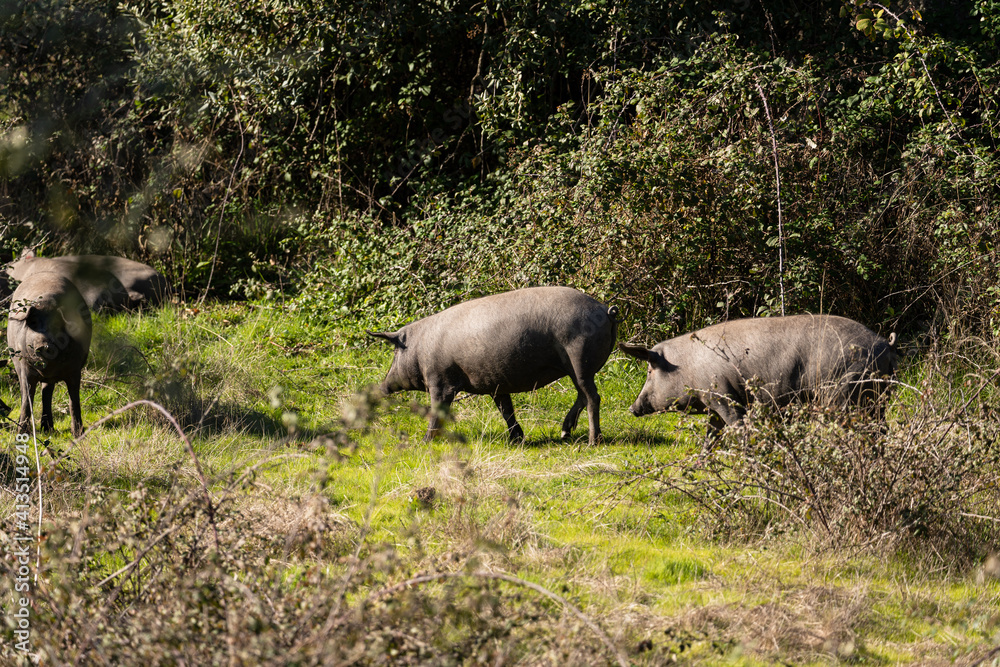 Group of porks looking for food and eating the nuts that they find on the floor. Group of porks looking for food and eating the nuts that they find on the floor.