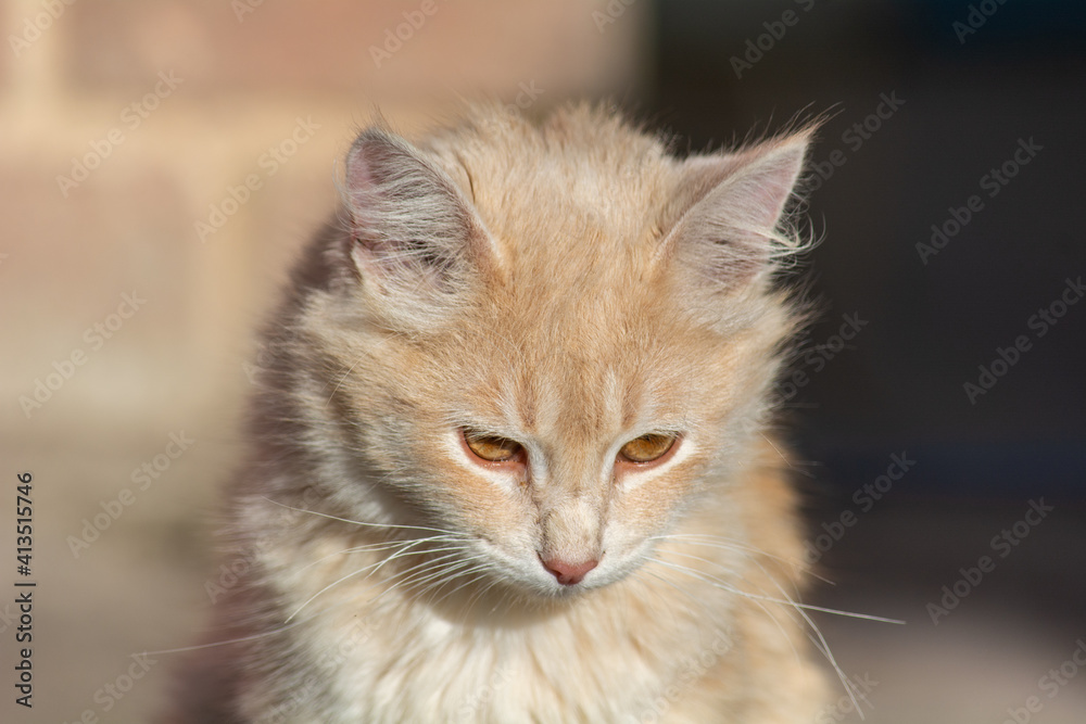portrait of a yellow,  cat