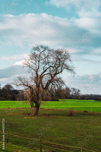 old broken tree in the field