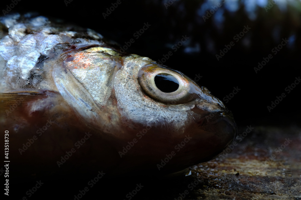 this is head fish close up 