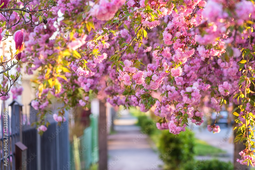 Obraz premium Sunny street of the old European cozy town during japanese cherry or sakura tree blossom, beautiful spring cityscape, outdoor travel background, Uzhhorod, Ukraine