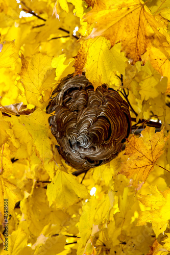 Selective focus looking up at a paper wasp nest in a tree