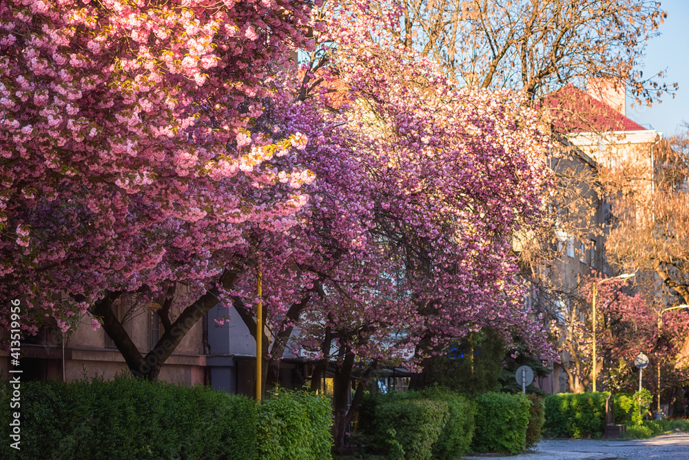 Naklejka premium Sunny street of the old European cozy town during japanese cherry or sakura tree blossom, beautiful spring cityscape, outdoor travel background, Uzhhorod, Ukraine