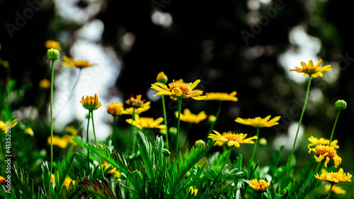 Yellow Arnica flowers. Arnica montana L. Mountain-tobacco, Golden-fleece, Leopardsbane. Decorative Hedge Fence flowers. Desktop Background
