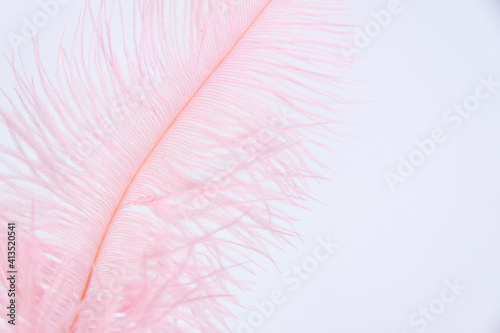 Ostrich colored feathers on a white background. A pen on an isolated background.