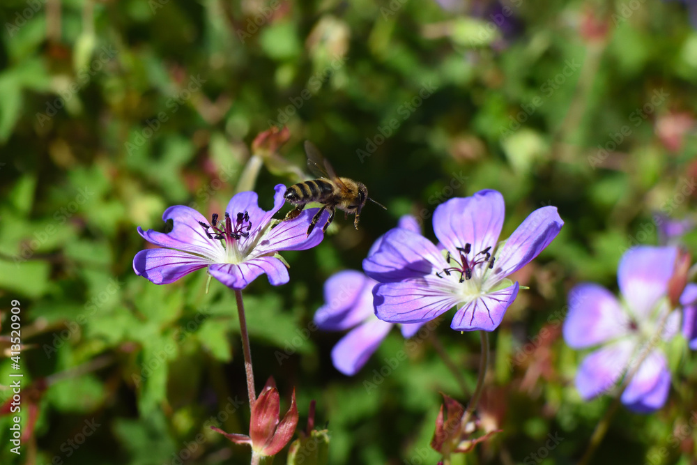bee jumping from one flower to another bee jumping from one flower to another
