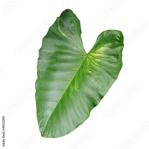 Giant taro plant (Alocasia Macrorrhiza) popular house plant from Alocasia genus and Araceae family. Isolated image on white background photo