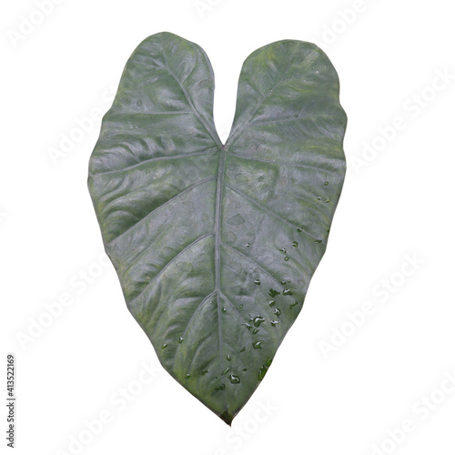 Sente Hitam is the indonesian name of tropical plant Alocasia plumbea. Famous house plant isolated on white background