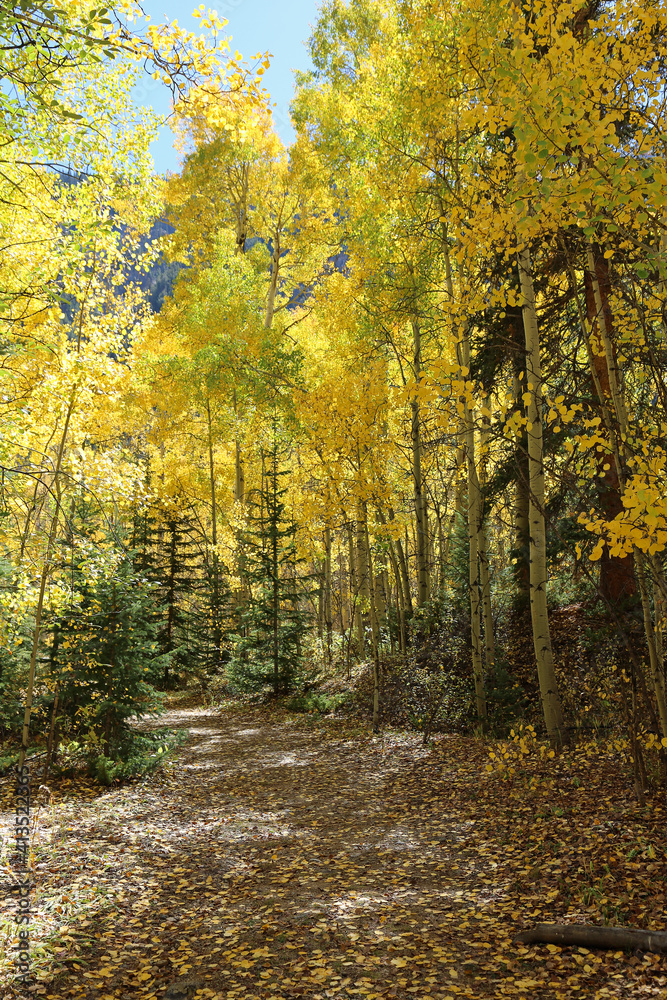 Autumn aspen forest vertical - Rocky Mountains, Colorado