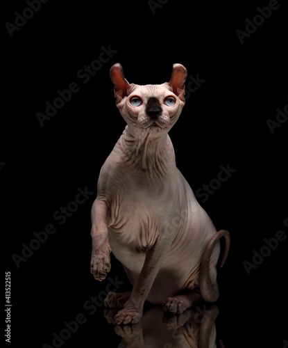 Dwelf Cat against a black background